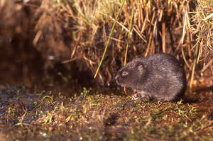 Water vole courtesy of Alan Ross